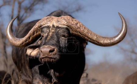 Un primer plano de un búfalo africano en una sabana en un día soleado