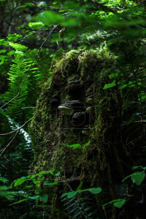 Photo for A vertical shot of moss and greens in a tropical rainforest with different species of plants - Royalty Free Image