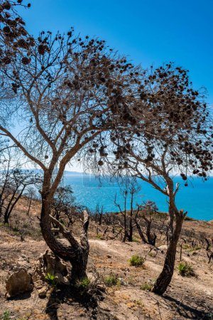 Téléchargez les photos : Plan vertical d'arbres poussant sur la côte de Korbous, Tunisie - en image libre de droit