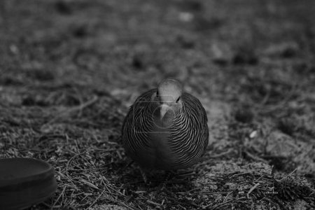 Foto de Un primer plano de la paloma cebra en los pastizales - Imagen libre de derechos