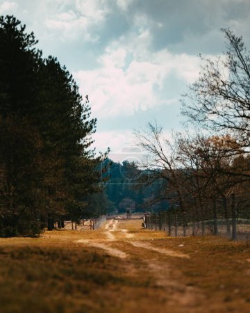 Téléchargez les photos : Un chemin de terre près de la forêt verte dense par une journée nuageuse - en image libre de droit