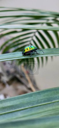Photo for A vertical shot of a green hibiscus harlequin bug (Tectocoris diophthalmus) resting on a plant - Royalty Free Image