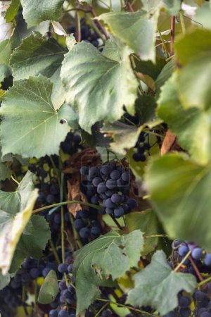 Foto de Un primer plano vertical de las uvas que crecen en una vid verde en un jardín - Imagen libre de derechos