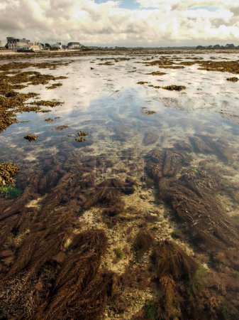 Téléchargez les photos : Une belle vue sur les algues sur une plage bretonne à Roscoff en France - en image libre de droit