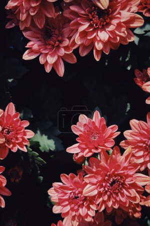 Foto de Un primer plano vertical de crisantemos Multiflora rosa para fondos de pantalla - Imagen libre de derechos