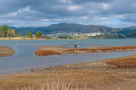 Téléchargez les photos : Un oiseau atterrit sur la petite île de sable dans le lac en Nouvelle-Zélande, Porirua City près de Wellington - en image libre de droit