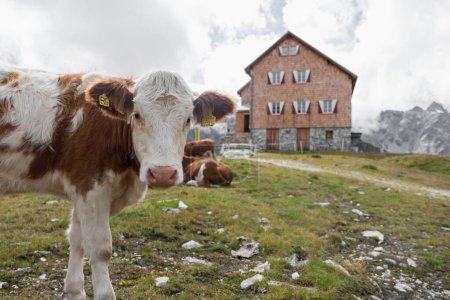 Téléchargez les photos : Un gros plan de vaches bicolores dans le pâturage sur fond de maison et ciel nuageux. - en image libre de droit