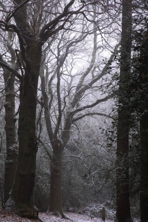 Téléchargez les photos : Une verticale d'une forêt lunatique d'automne à Sutton Park, Birmingham, Royaume-Uni - en image libre de droit