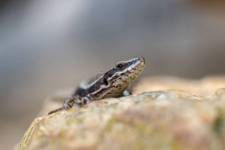 Foto de Un primer plano de Podarcis muralis, lagarto común en una roca. - Imagen libre de derechos