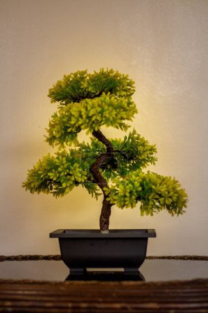 Foto de Una toma vertical de una planta japonesa de Bonsai en una maceta y colocada sobre la mesa - Imagen libre de derechos
