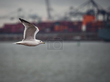 Photo for A closeup of a flying seagull - Royalty Free Image