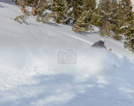 Photo for A skier on fresh snow in the mountainous landscape in California - Royalty Free Image
