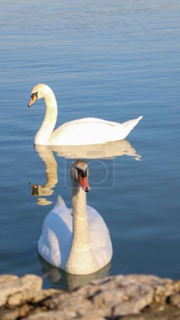 Photo for A vertical shot of two beautiful white swans swimming in Danube River - Royalty Free Image