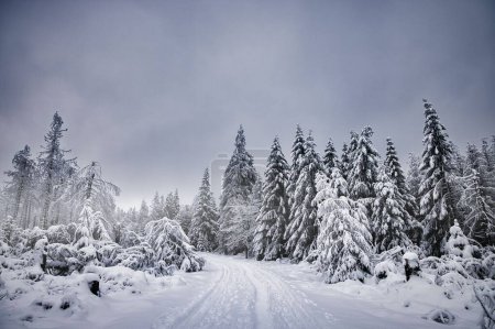 Foto de La hermosa vista de la carretera con huellas de neumáticos de coche rodeado de árboles cubiertos de nieve. Paisaje invierno. - Imagen libre de derechos