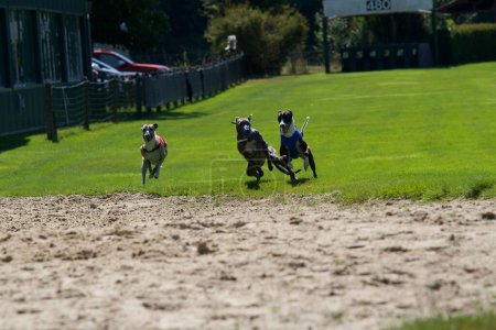 Photo for 3 whippet dogs arriving at full speed in the last straight of their race on a greyhound track in Belgium - Royalty Free Image