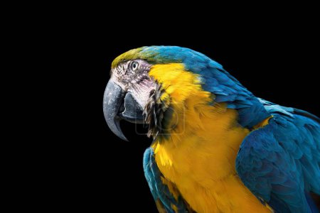 Photo for A closeup side portrait of adorable blue and yellow Macaw on black background - Royalty Free Image
