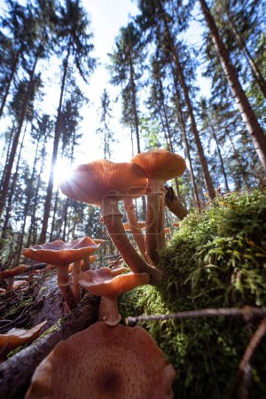 Téléchargez les photos : Gros plan vertical de champignons sauvages poussant sur un sol forestier ensoleillé - en image libre de droit