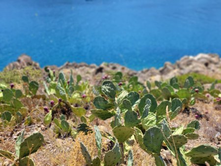 Foto de Un primer plano de la planta de Opuntia creciendo bajo la luz del sol y el agua azul en el fondo - Imagen libre de derechos