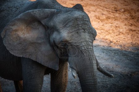 Téléchargez les photos : Un éléphant debout sur la route - en image libre de droit