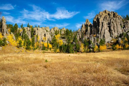 Téléchargez les photos : Un beau cliché d'épinettes poussant dans le Custer State Park dans le Dakota du Sud - en image libre de droit