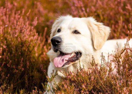 Photo for A closeup of a cute Golden Retriever in a field on a sunny day - Royalty Free Image