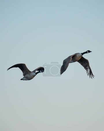 A low-angle shot of two geese flying with their wide-open wings against the blue sky