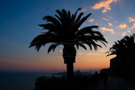 Foto de La silueta de palmeras con cielo al atardecer al fondo en Tarragona, España - Imagen libre de derechos