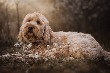 Photo for A selective focus of a Cockapoo dog - Royalty Free Image