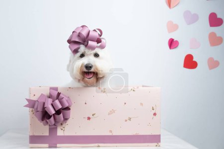 Foto de Un lindo perro blanco en la caja de regalo con corazones en la pared en el estudio - Imagen libre de derechos