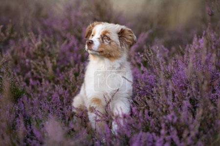 Photo for An Australian Shepherd puppy resting in a lavender field on the blurred background - Royalty Free Image