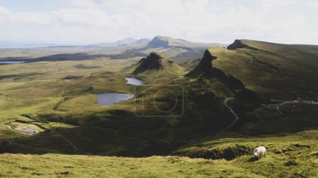 A single sheep captured grazing on the Quiraing highland in Scotland