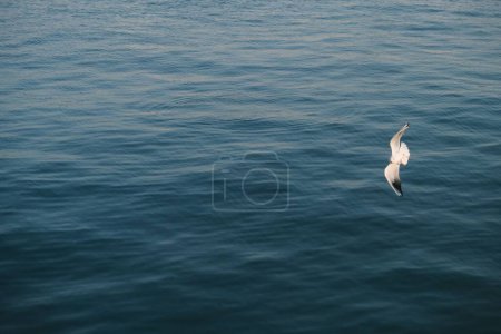 Téléchargez les photos : Gros plan d'une mouette volant avec ses ailes grandes ouvertes au-dessus de la mer - en image libre de droit