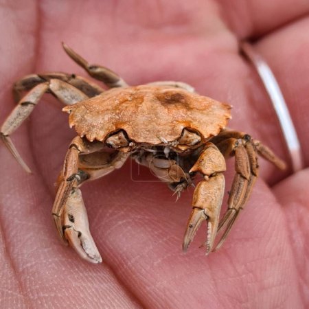 Foto de Un primer plano de un pequeño cangrejo muerto en la palma de un humano - Imagen libre de derechos