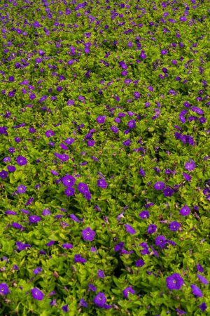 Téléchargez les photos : Un plan vertical d'un jardin ampélique de Petunia - en image libre de droit