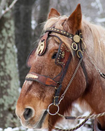 Téléchargez les photos : Gros plan vertical d'un cheval à bride brune. - en image libre de droit