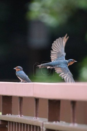 Photo for A beautiful vertical shot of a Pacific swallows birds standing on wooden fence with blurry background - Royalty Free Image