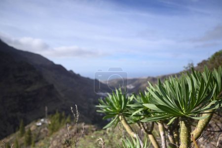 Téléchargez les photos : Euphorbia atropurpurea plante verte dans le fond d'une chaîne de montagnes - en image libre de droit
