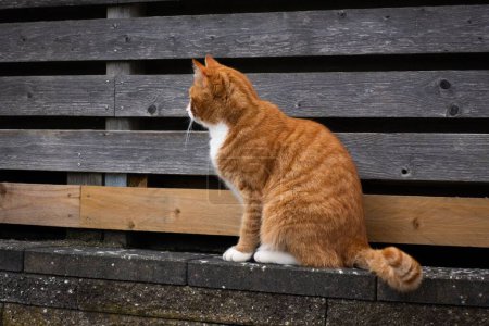 Téléchargez les photos : Gros plan d'un chat tabby rouge assis sur un banc de parc capturé sur le côté - en image libre de droit