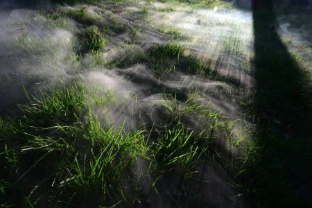 Téléchargez les photos : L'herbe dans une forêt par une journée brumeuse - en image libre de droit