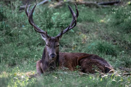 Photo for A huge Barbary stag lying on grasses in the woods - Royalty Free Image