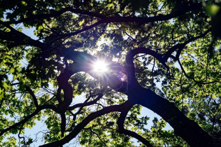 Photo for A low angle shot of the sun shining through the branches and leaves of a summer tree - Royalty Free Image