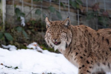 Téléchargez les photos : Un lynx marchant dans une zone enneigée avec fil de fer clôturé dans la zone - en image libre de droit