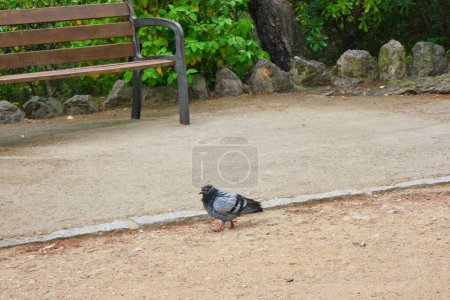 Téléchargez les photos : Une colombe rocheuse (Columba livia) dans un parc avec un banc en bois en arrière-plan - en image libre de droit