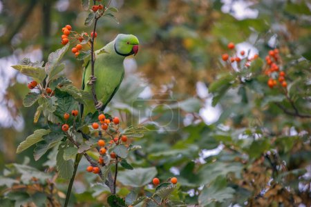 Photo for A cute Rose-ringed parakeet (Psittacula krameri) resting on a tree with red berries on the blurred background - Royalty Free Image