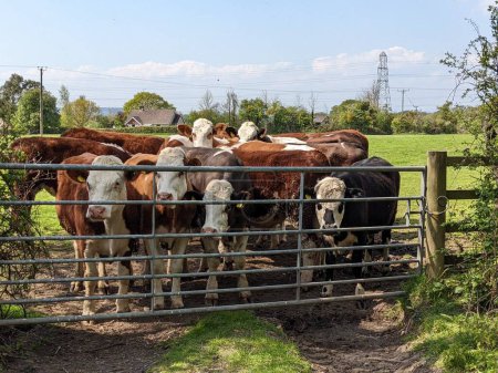 Téléchargez les photos : Un troupeau de bovins Simmental, des vaches brunes debout derrière une clôture métallique dans une ferme - en image libre de droit
