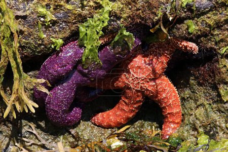 Photo for Two sea stars huddled under cover of stone and seaweed - Royalty Free Image