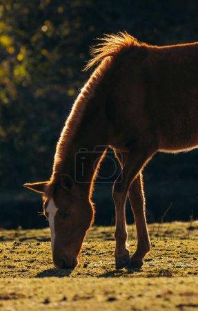Téléchargez les photos : Cheval brun (Equus caballus) à rayures blanches broutant dans un champ pendant une heure dorée - en image libre de droit