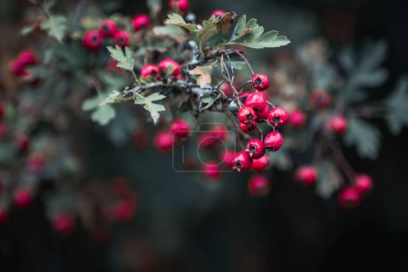 Photo for The macro shot of Hawthorns berries growing on the branches - Royalty Free Image