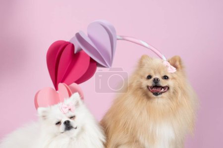 Téléchargez les photos : Un couple de chiens Spitz mignon en studio avec des cœurs sur la grande bague - en image libre de droit