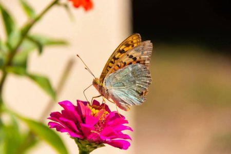 A closeup view of a beautiful butterfly perched on a zinnia flower in a garden in daylight